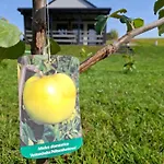 Antonowka Lubieszewo (Drawsko)