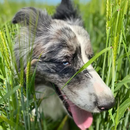 Antonowka * Lubieszewo (Drawsko)