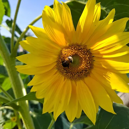 Antonowka Casa vacanze Lubieszewo (Drawsko)