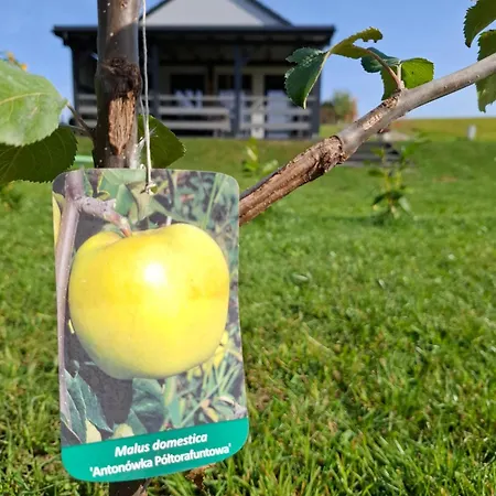 Antonowka Lubieszewo (Drawsko)