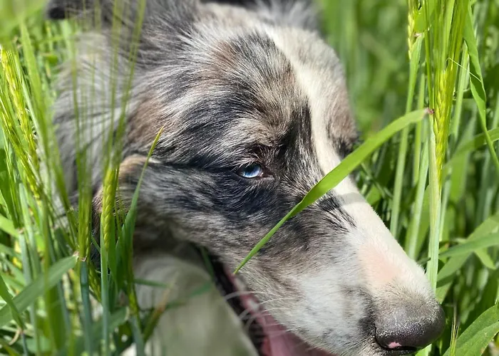 Antonowka * Lubieszewo (Drawsko)