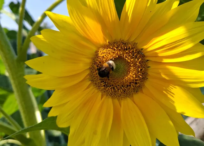 Antonowka Дом отдыха Lubieszewo (Drawsko)