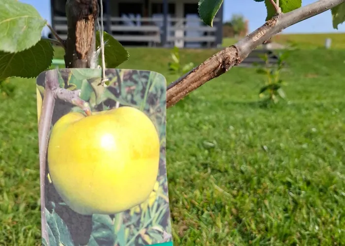 Antonowka Lubieszewo (Drawsko)